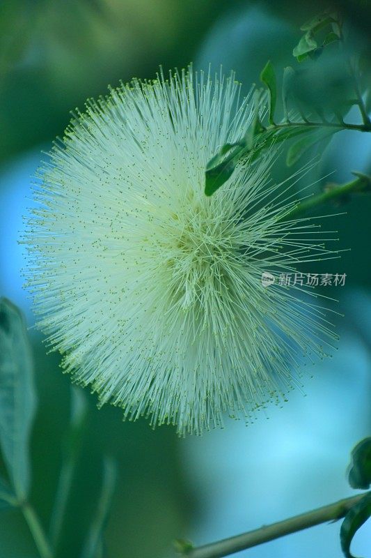 白萼花/白粉扑花